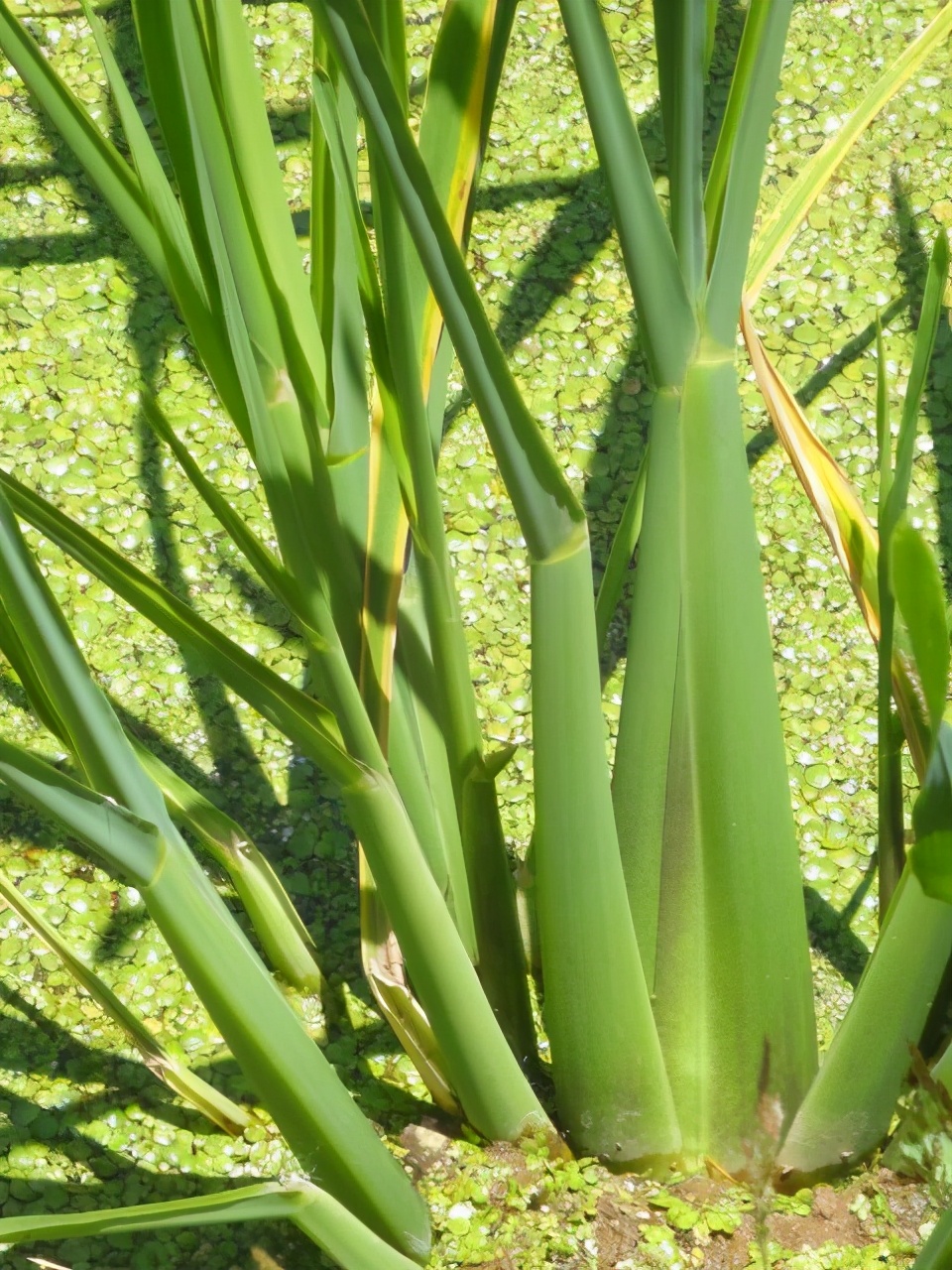 中国人种植水稻历史,中国人种植蔬菜