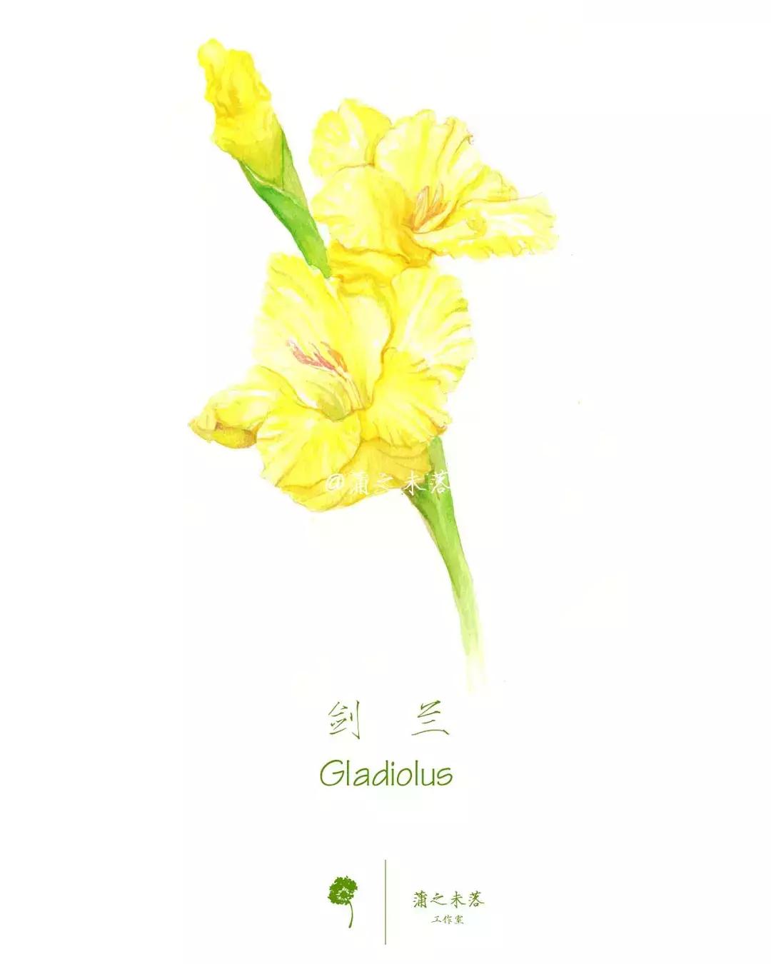 母亲节康乃馨一般送多少朵,母亲节送妈妈一束康乃馨