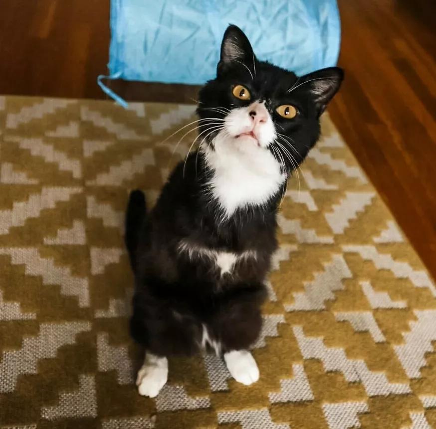 无法领养残疾猫,有些流浪猫不适合领养