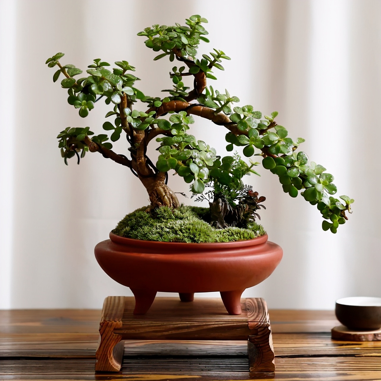 室内养花，盆栽土上长白毛？改变“3个地方”，1周就消失无踪