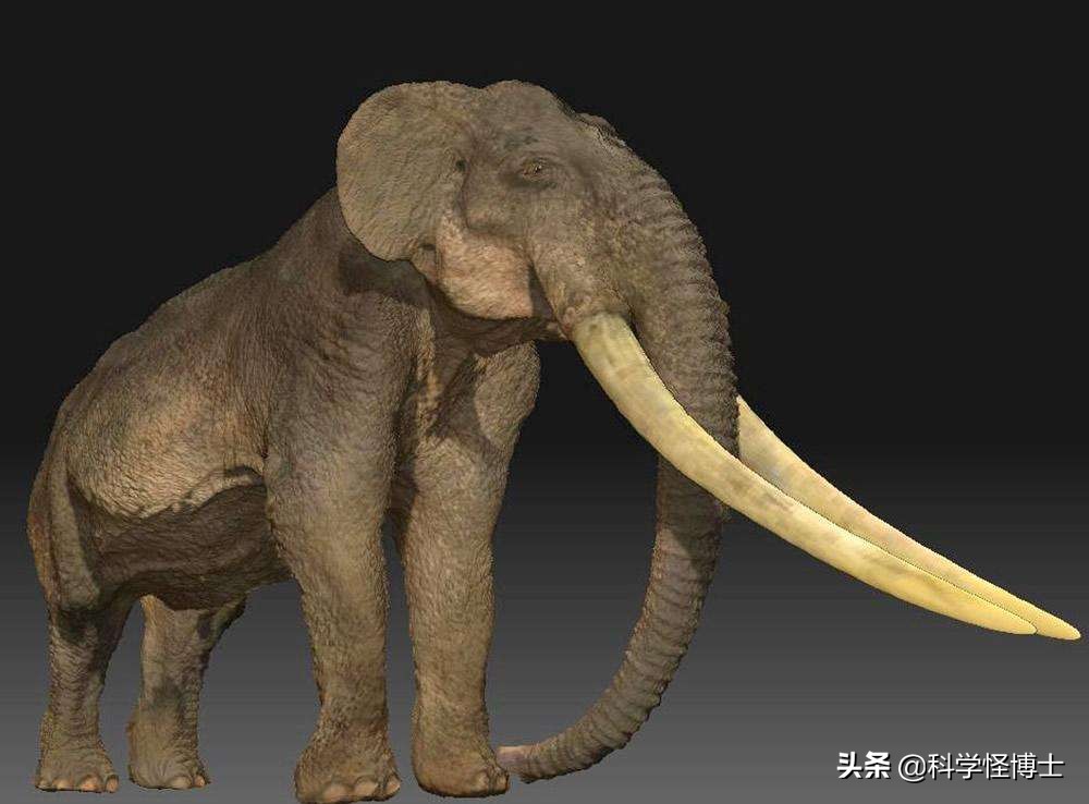 远古时期大象为什么没灭绝,大象是猛犸象演变过来的吗
