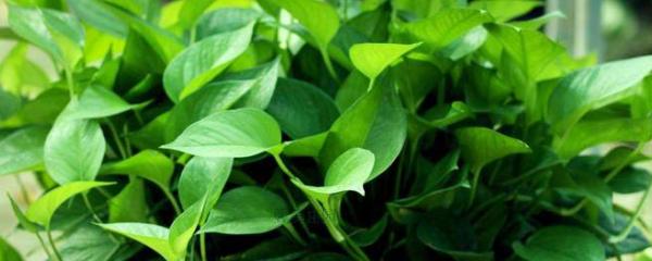 绿萝长高了怎样盘起来好看又简单,绿萝长长了怎么盘起来好看