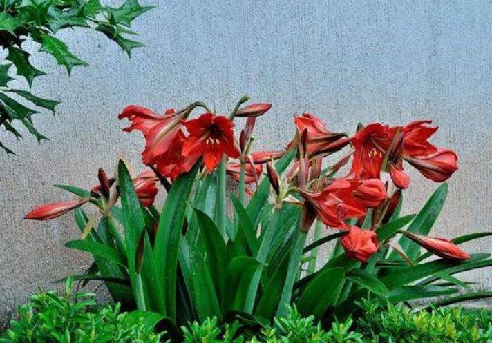 养花的小窍门是什么呢,养花只需要一招