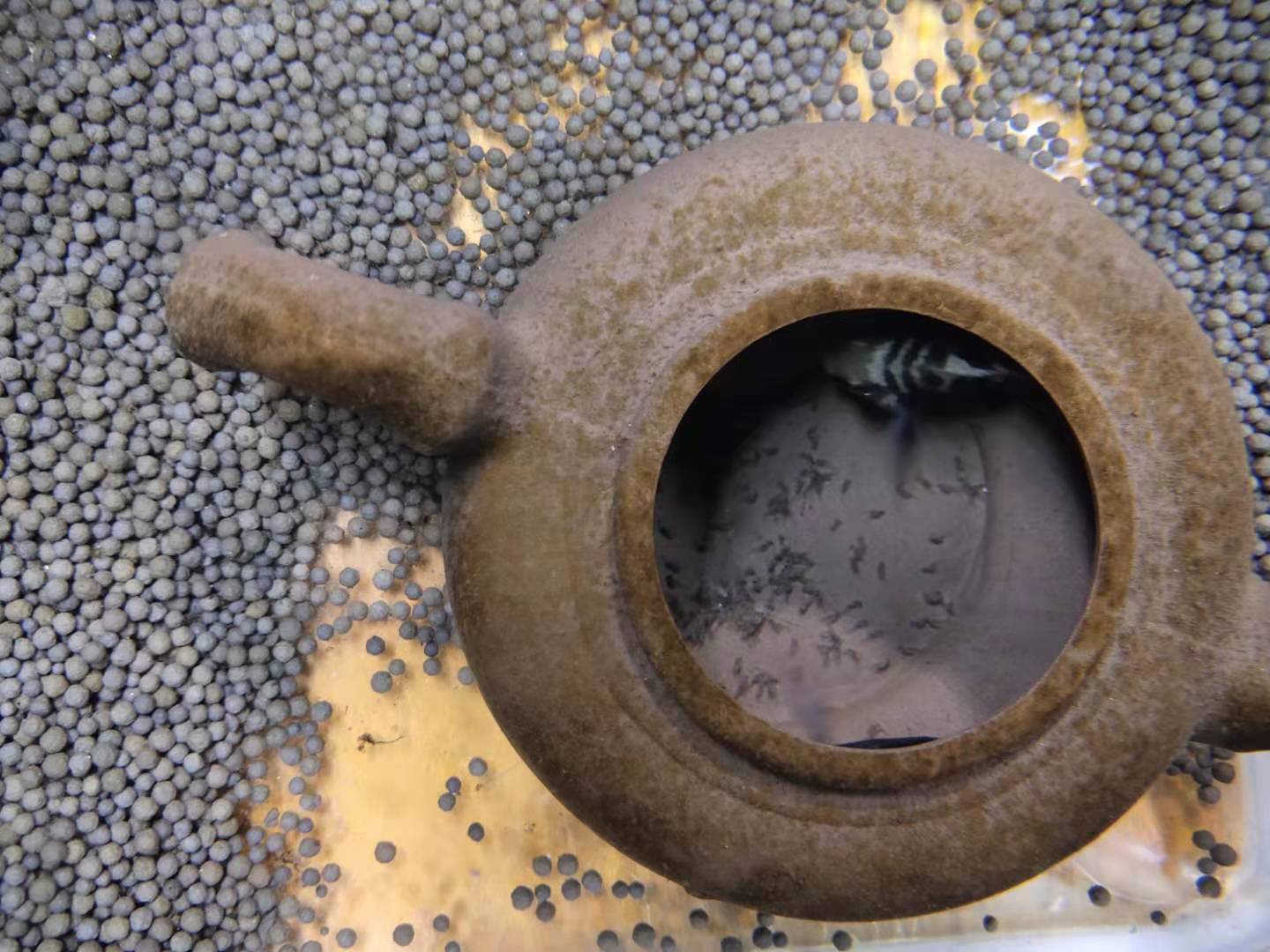 哪些观赏鱼可以裸缸饲养不必造景,最容易爆缸的观赏鱼排行榜