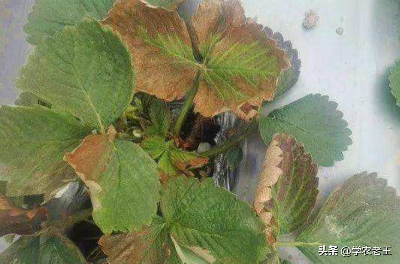 草莓黄萎病最好的特效药,逆生六号能治草莓黄萎病吗