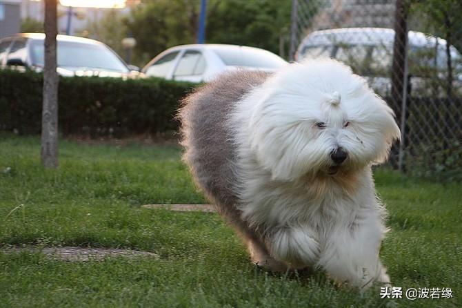 我家小狗两个月怎么爱咬人呢,宠物小狗咬人