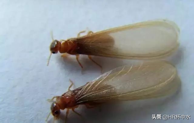 怎样防止白蚁从窗缝钻进去,长翅膀白蚁的消灭方法