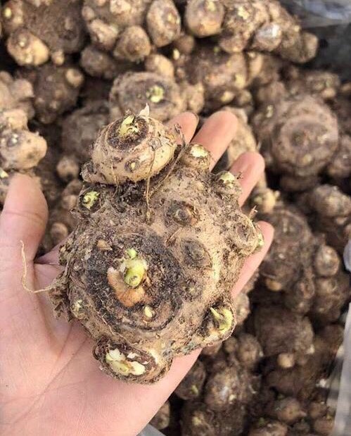 阳台只养一种花全年花开不断,适合庭院养的10种花