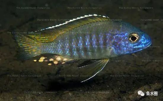 三湖慈鲷马鲷孔雀鱼多久发色,三湖慈鲷鱼之马鲷鱼