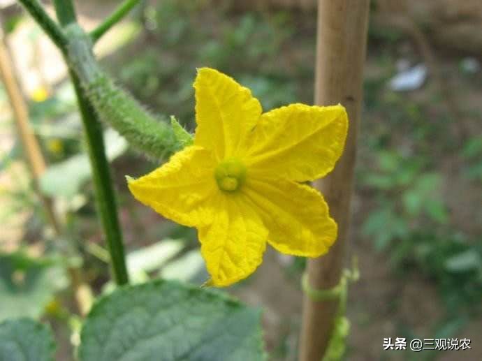 植物生长调节剂催熟,有催熟作用的植物生长调节剂