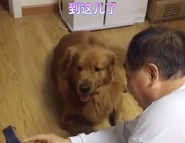 姥爷给金毛解释为啥等半小时出门,大爷给金毛解释为什么不能出去玩