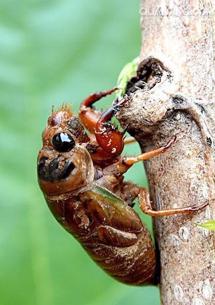 山大学院里树木故事,山大校史名人故事