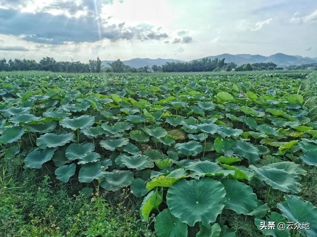 莲藕田越肥越好吗,莲藕塘施肥高产方法