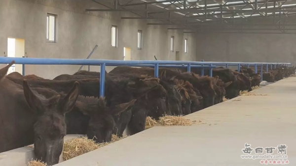 甘肃毛驴养殖,甘肃毛驴养殖基地