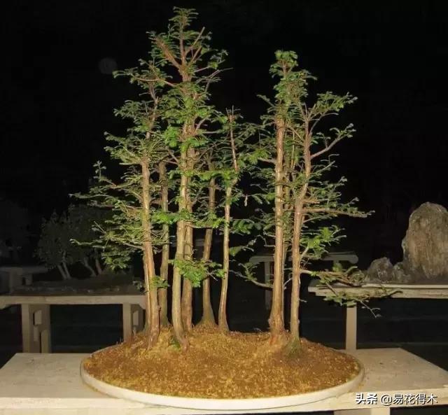 红豆杉和水杉有什么区别,红豆杉和水杉怎么辨别