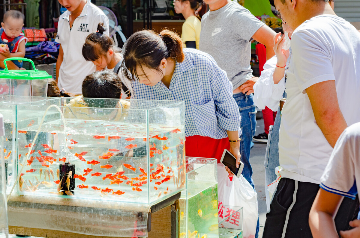 自己养的金鱼捞出来放到河里,为什么钓回来的金鱼自来水养不活