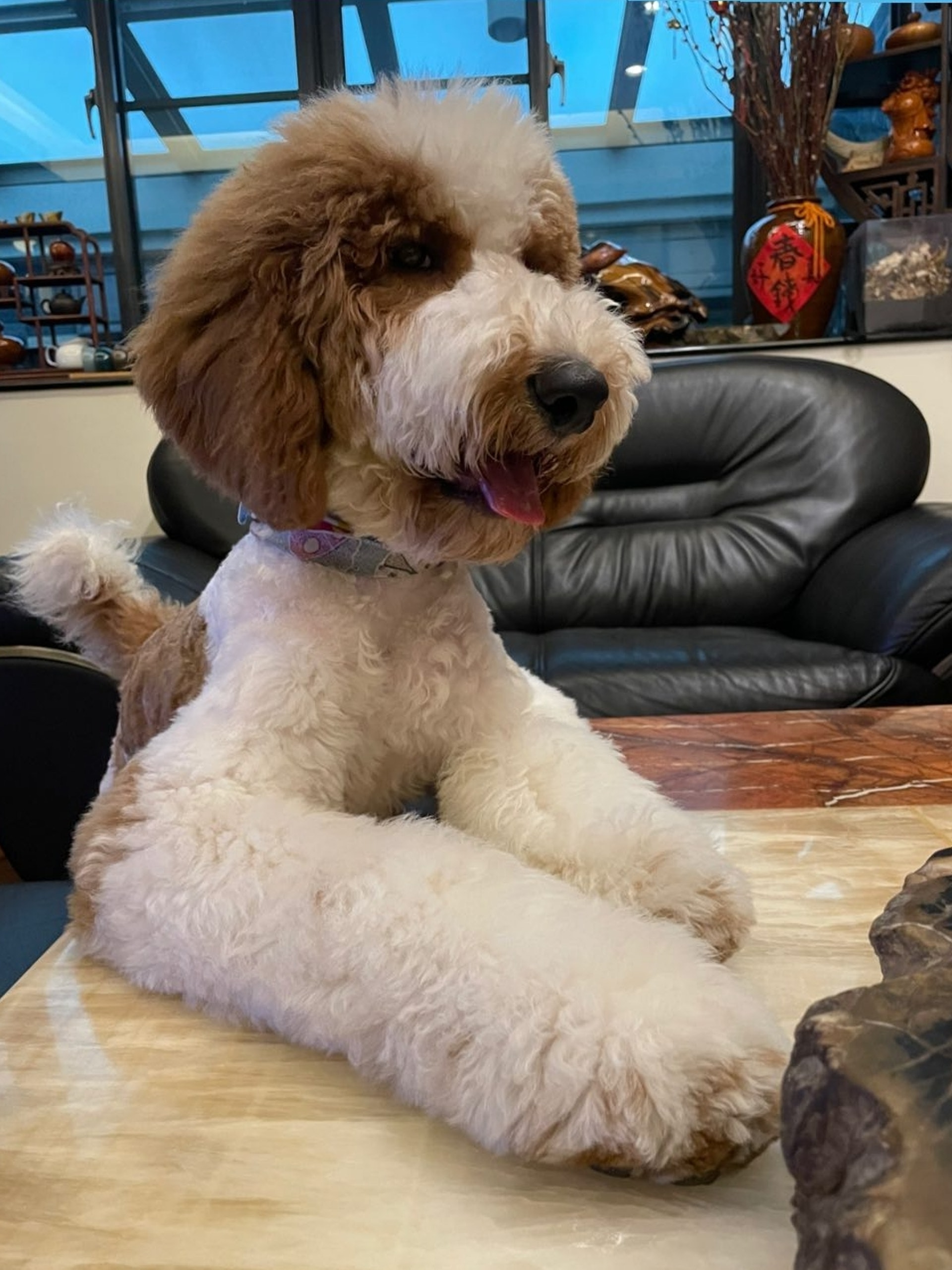 巨型贵宾犬发狂,巨型贵宾犬在家乱叫