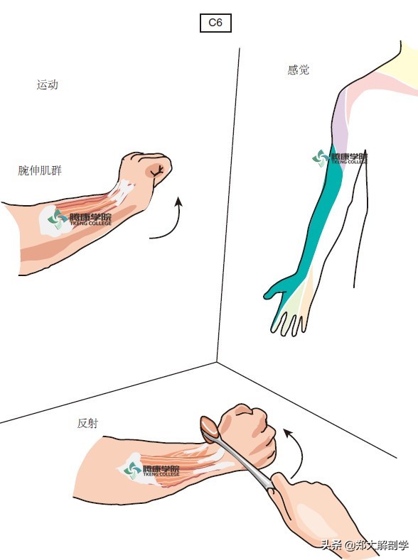 c6神经根受压,c6神经支配区域