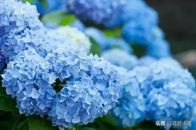 蓝色梦幻绣球,梦幻绣球为什么不开花