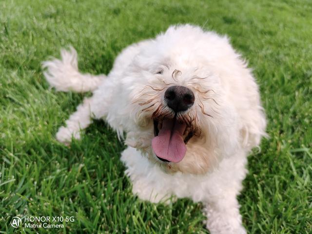 荣耀热门五款机型拍照对比：分别是Play4T/X10/30S/30/30Pro