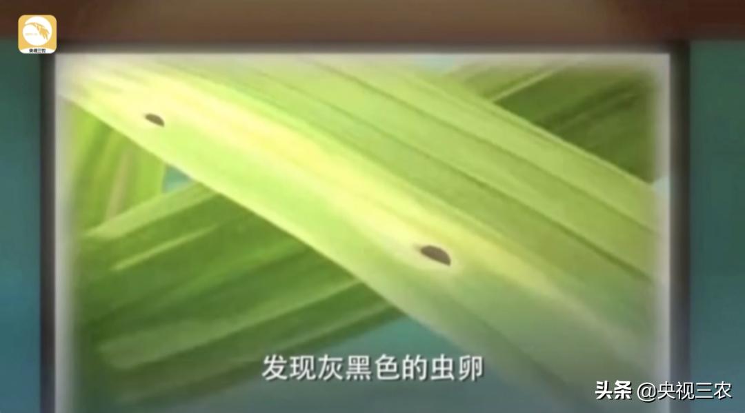 水稻倒伏怎么防止发芽,水稻可以用二甲四氯钠防止倒伏吗