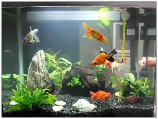鱼缸很多气泡能养鱼吗,新开缸鱼缸有腥味