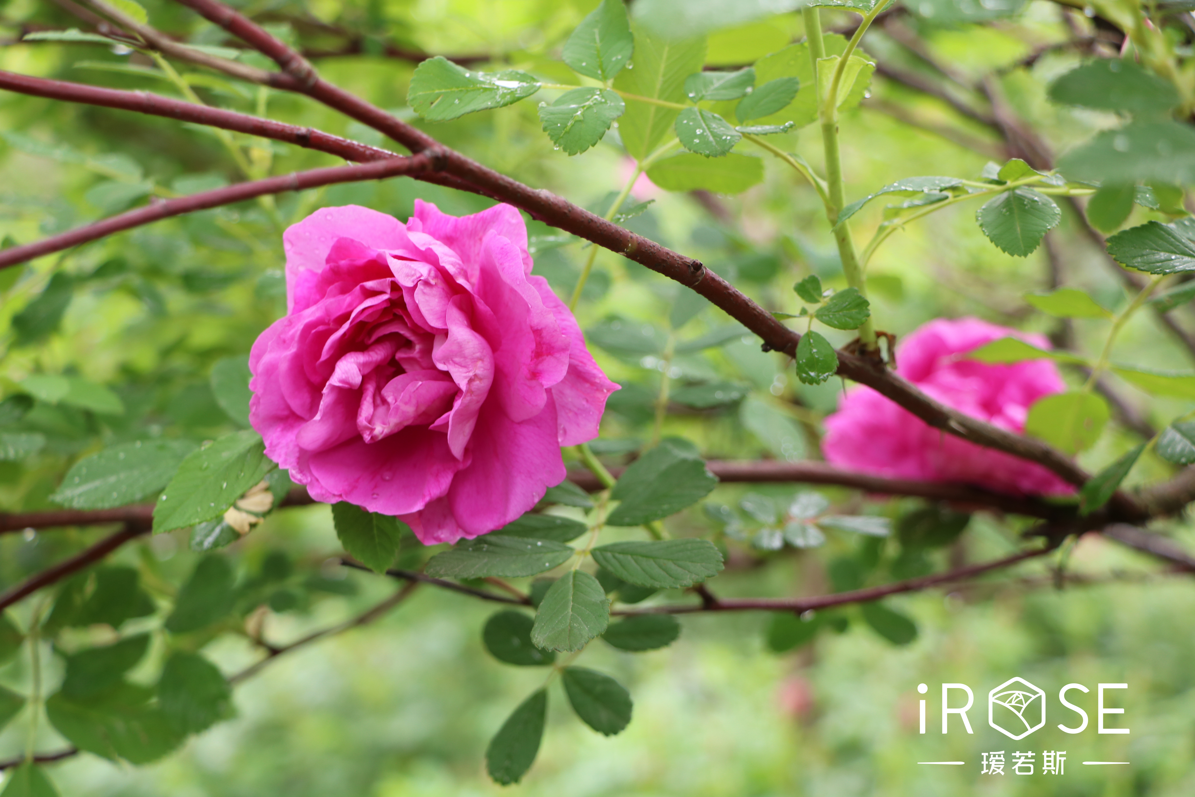 鐪熷亣鍏富浣犺兘鍒嗚鲸寰楀嚭鏉ュ悧,鑻卞浗濂崇帇鐜懓