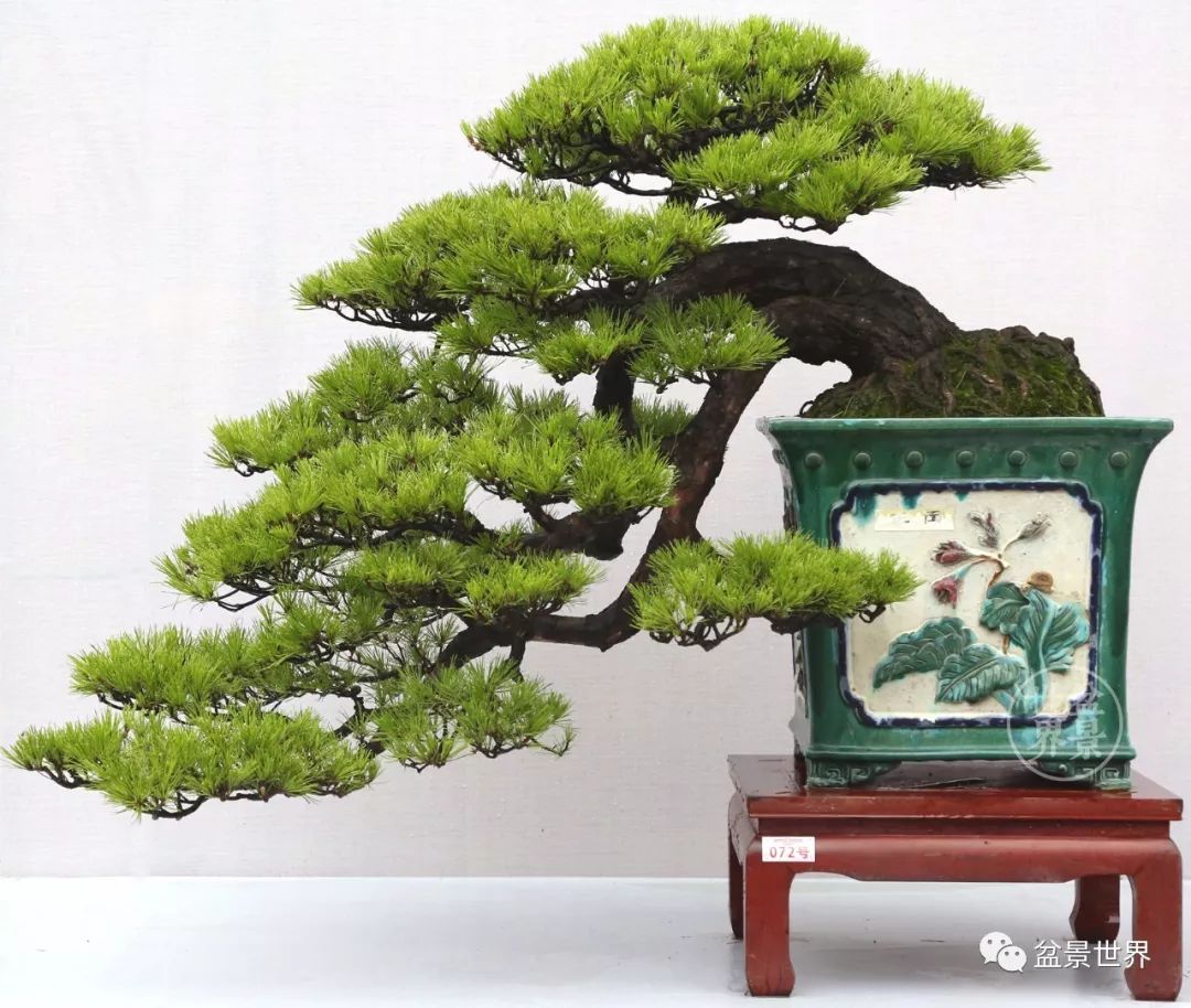 黑松盆景精品图片,黑松盆景精品欣赏