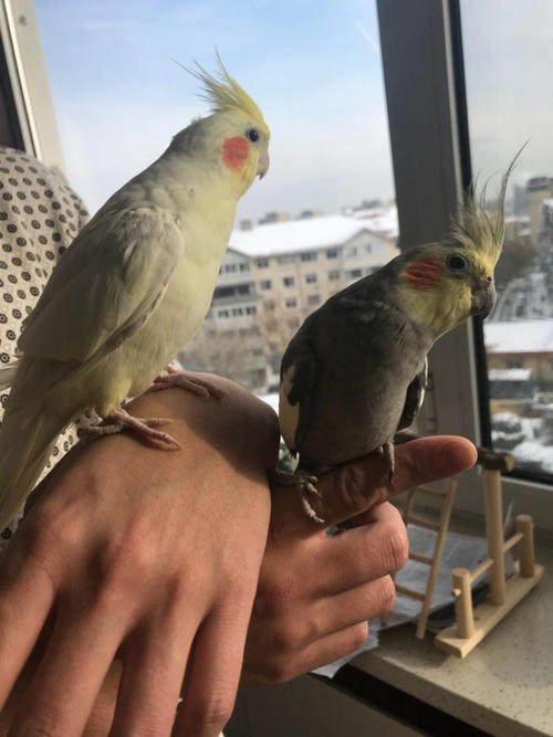 鹦鹉散养注意事项大全,怎么在家中放鹦鹉笼养鸟