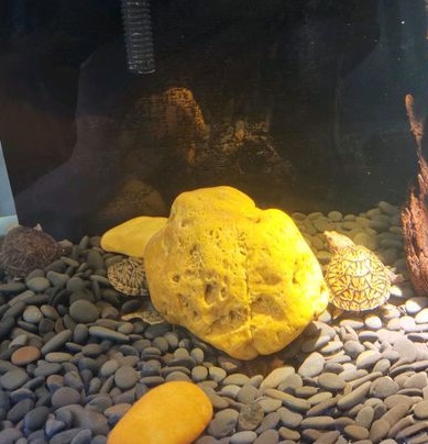 龟不爱动,龟龟没精神不睁眼不爱动怎么回事