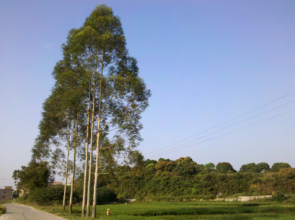 断子绝孙桉树,断子绝孙树为啥广西还大面积种植