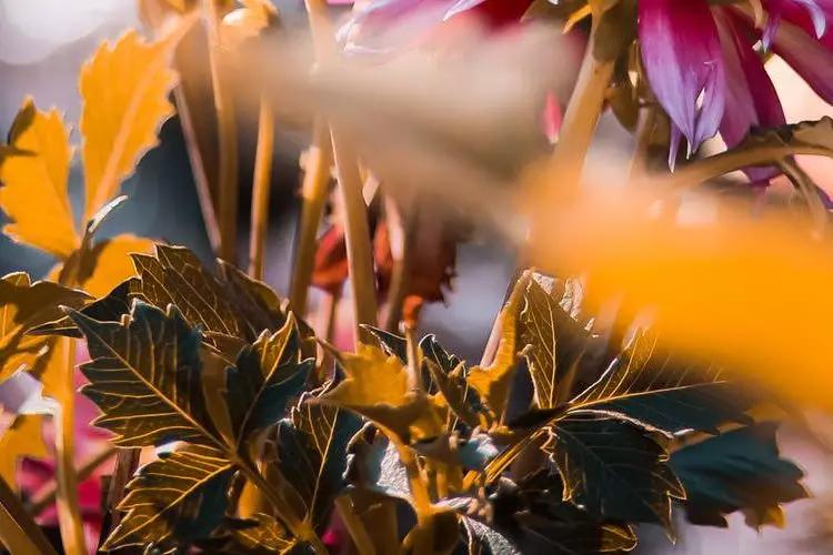 四川省都江堰市玉堂小学,都江堰市玉堂小学四年级1班