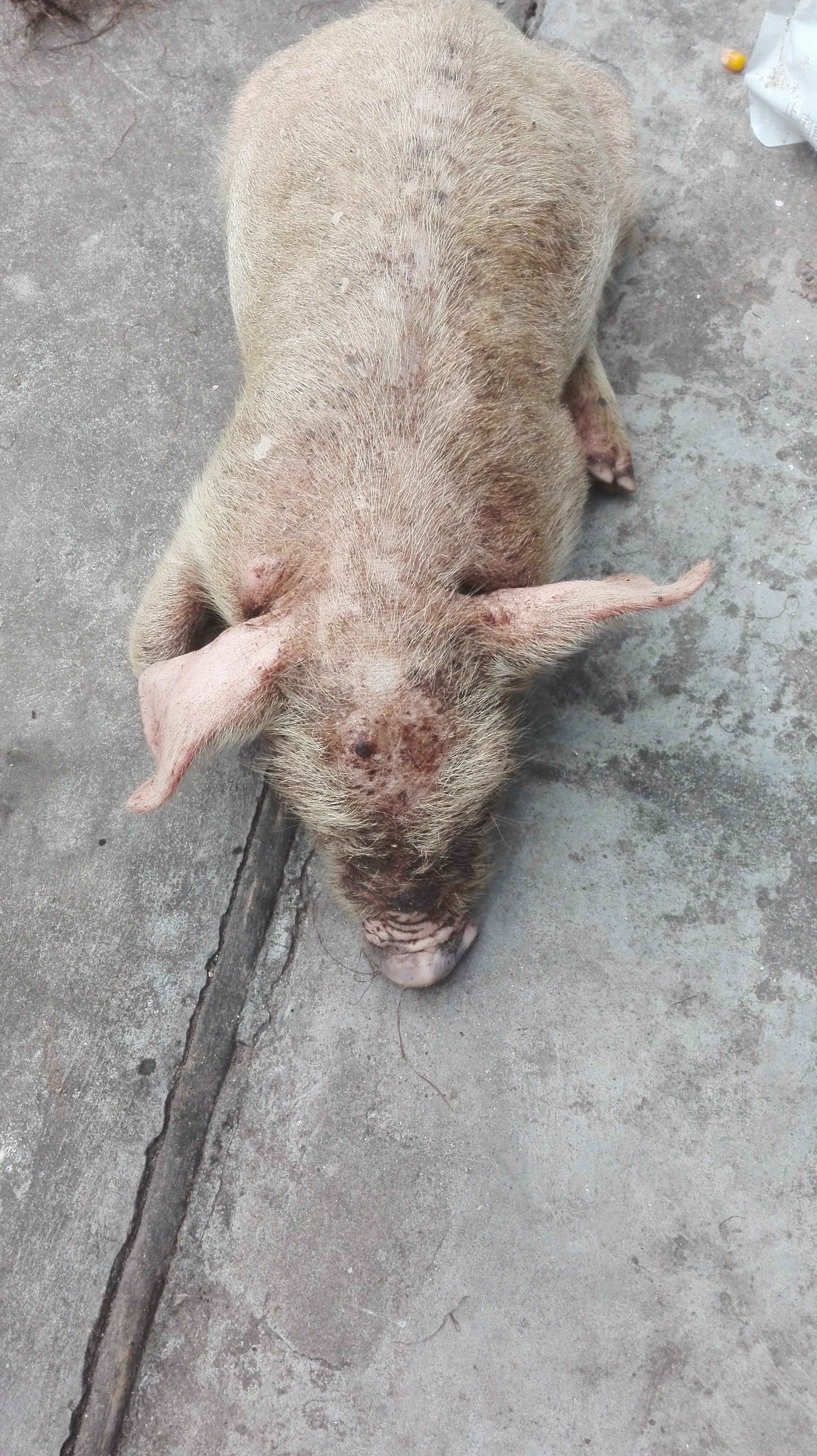 小猪渗出性皮炎用什么药,猪渗出性皮炎的症状和治疗