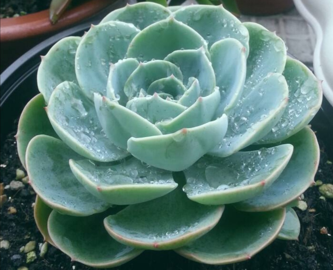 玉蝶多肉老桩养殖,多肉玉蝶多久能长出老桩