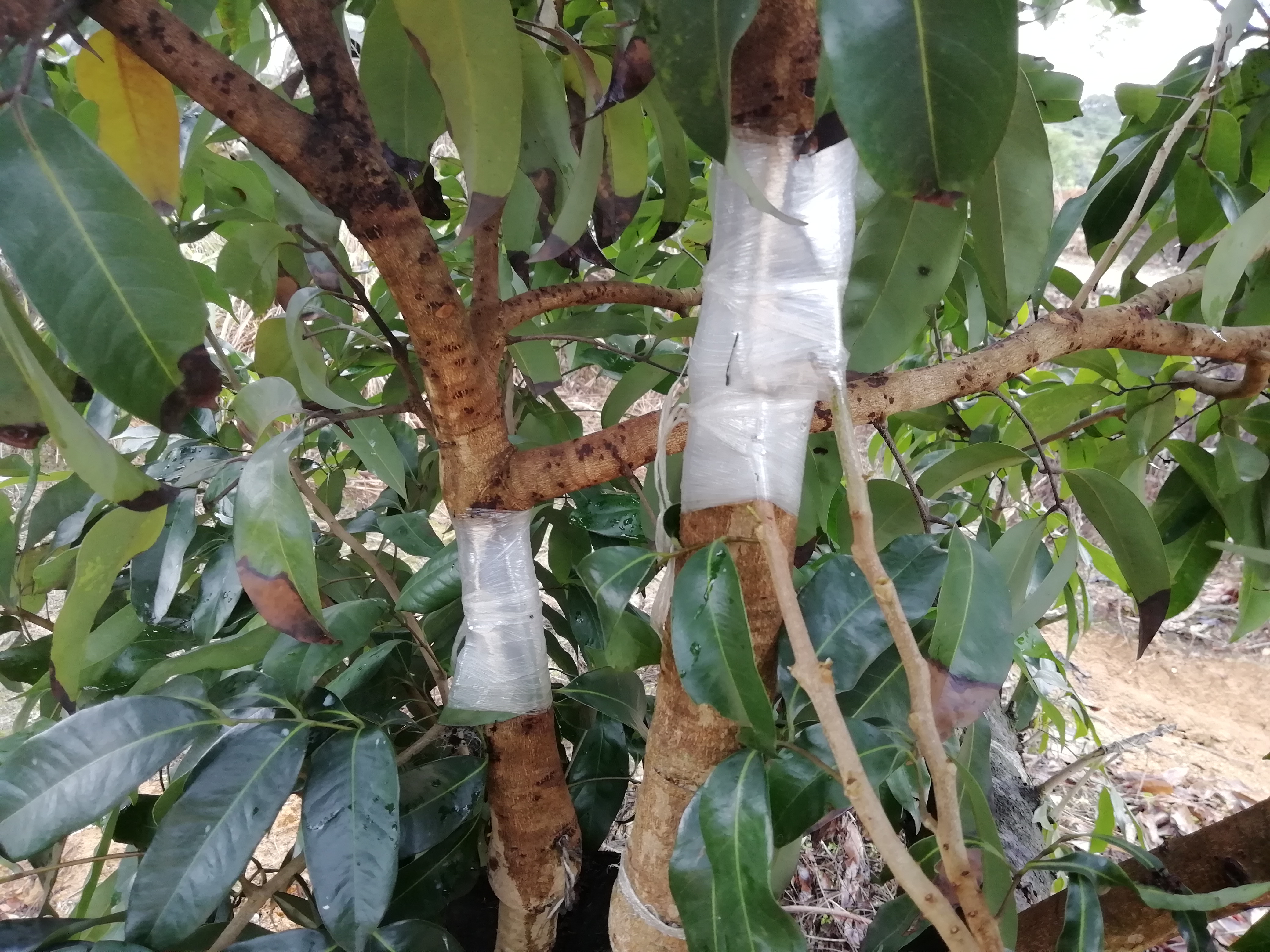 荔枝嫁接品种不亲和怎么办?搭桥手术来帮忙