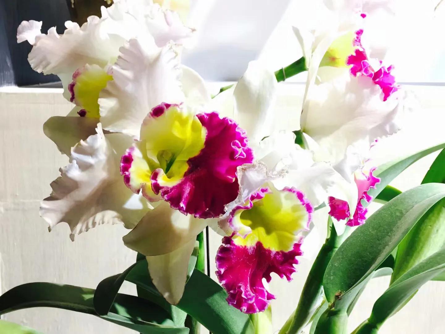 兰花最美的季节是冬季,北方冬季赏兰花