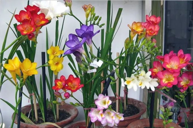 适合阳台养的四季开花有花香的花,花期长耐热耐寒又好养的花卉