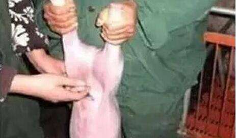 猪怎么打针最简单的方法,给猪打针如何正确拿注射器打针