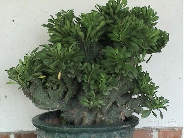 麒麟盆栽镇宅怎么摆放,镇宅盆栽玉麒麟