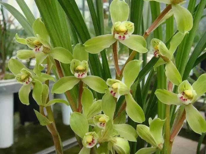 疯狂的兰草,疯狂的兰草完整视频