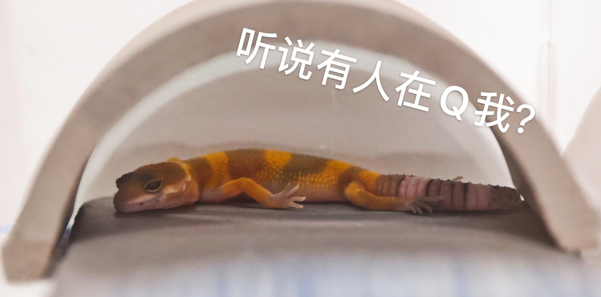 怎么养爬宠守宫,爬宠守宫怎么养