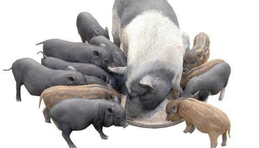 农村养猪十大忌口,农村母猪肉能不能吃