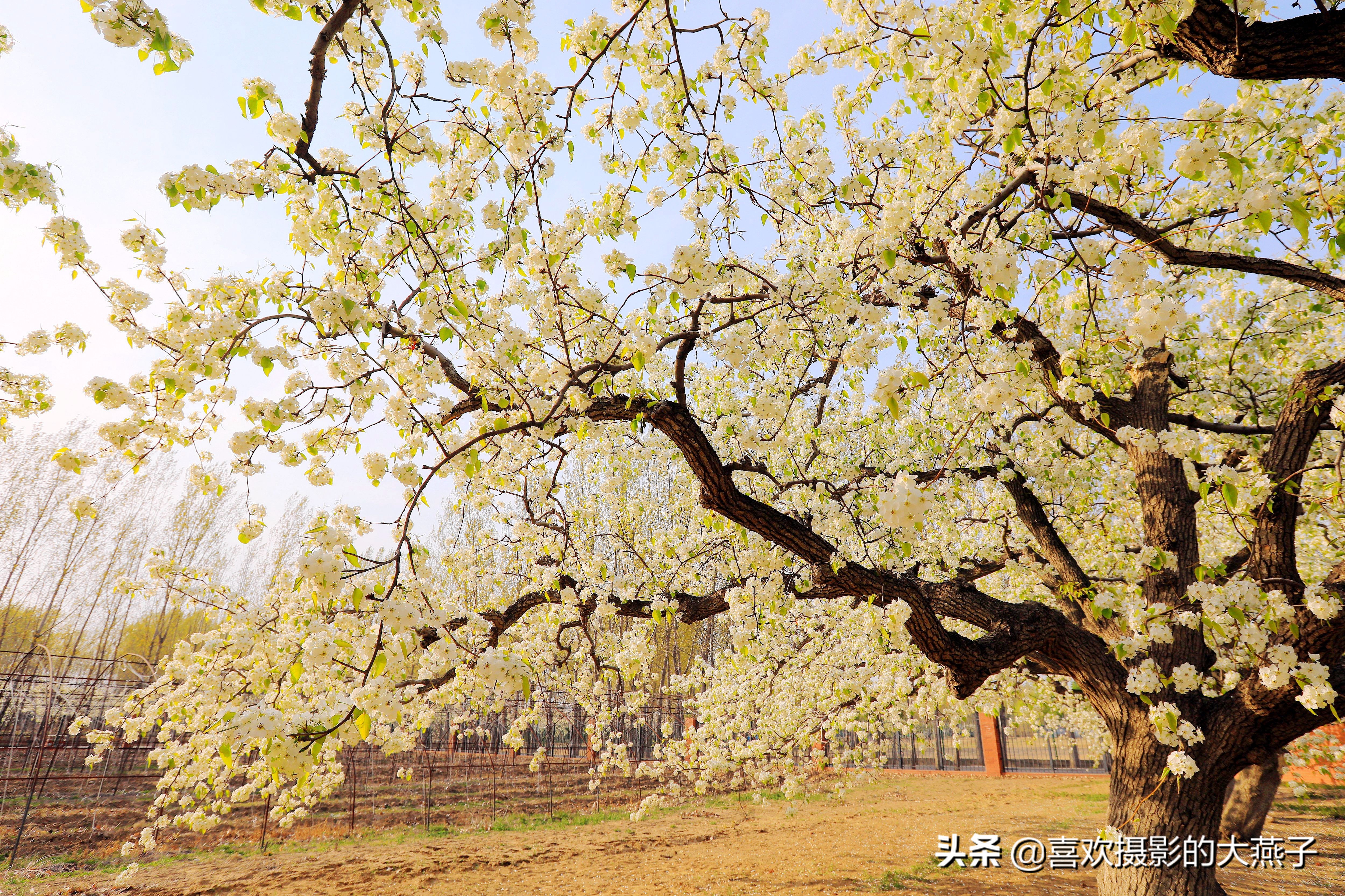 大兴万亩梨花园地点,北京大兴赏梨花具体位置
