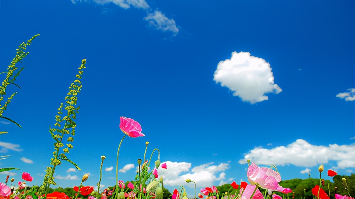 带朴的男孩名字寓意,带尚字的男孩名字