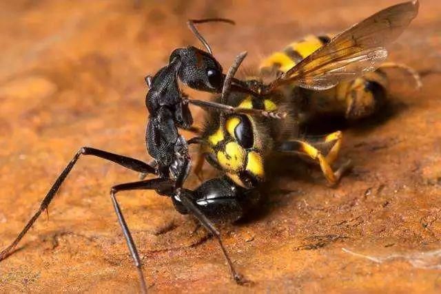 蚂蚁篇完整版解说,蚂蚁窝世界之最