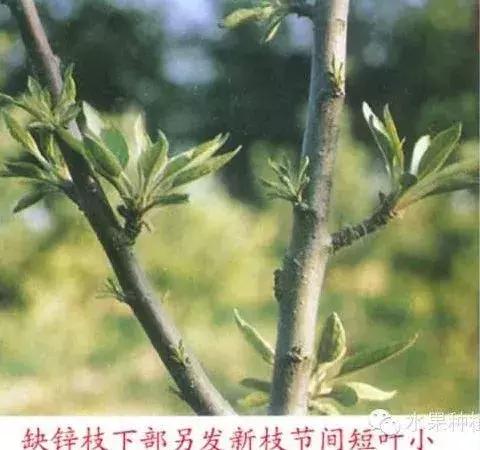 苹果树缺什么药,苹果树都有什么病怎么治