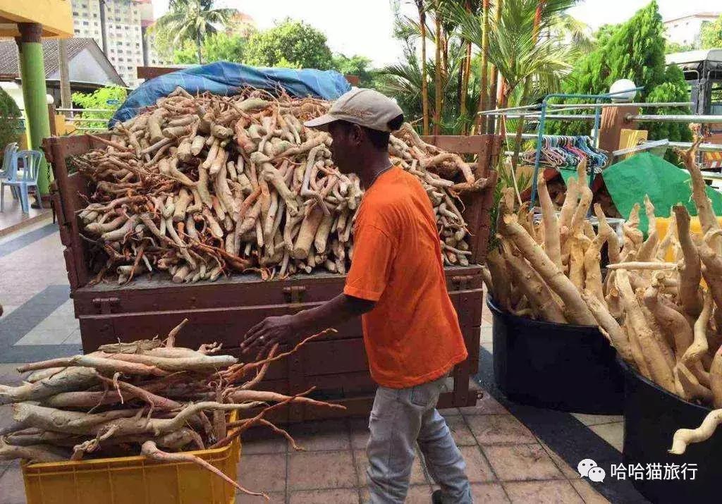 马来西亚落地免签,马来西亚落地签最新入境政策