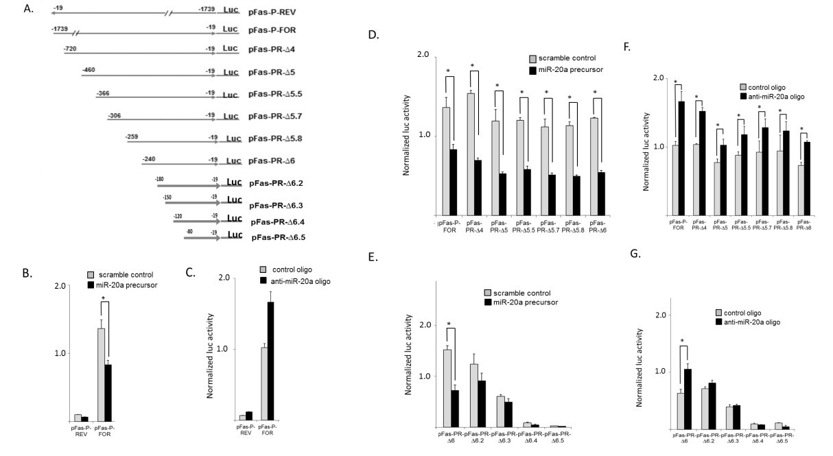 美国学者发现miR-20a可以治疗性地靶向抑制骨肉瘤细胞肺转移