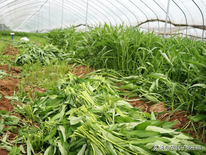空心菜灰霉病如何防治,蔬菜灰霉病防治