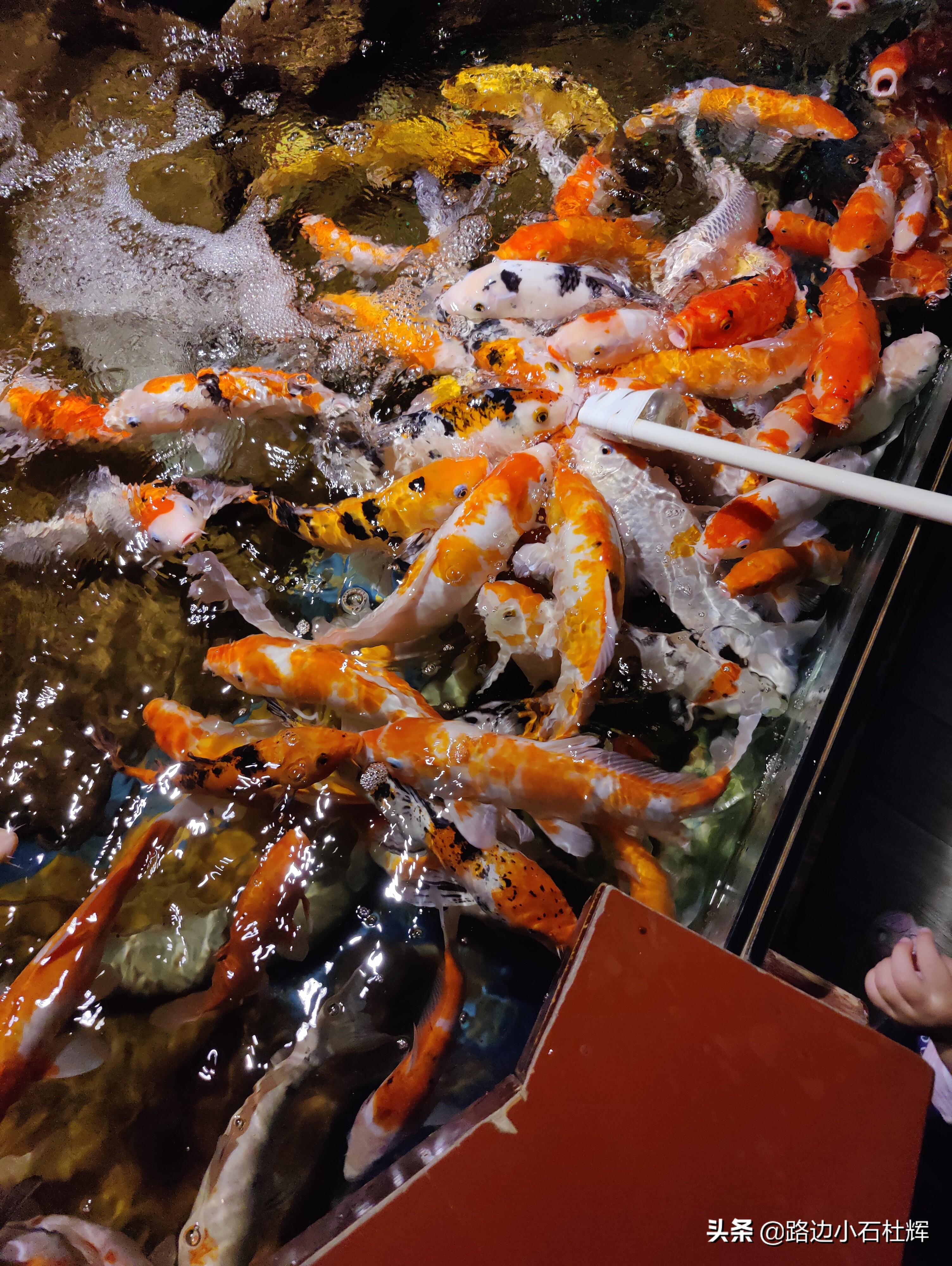 北京海洋馆游玩一览表,北京太平洋海洋馆海底世界